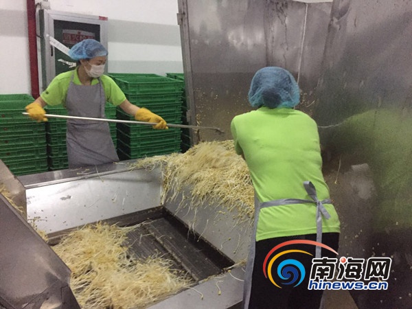海口首批工业化生产豆芽将29日上市 初定价约0.9元/斤