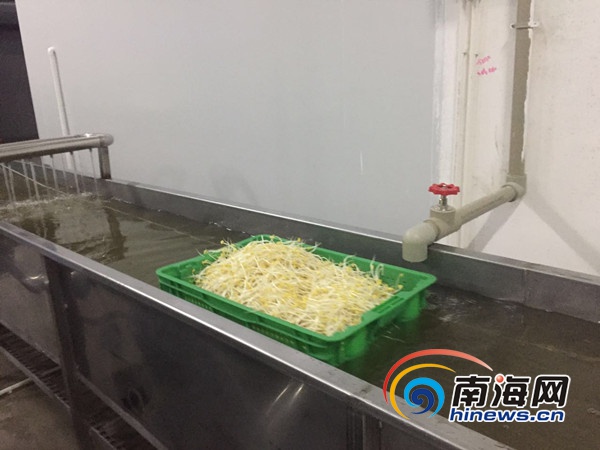 海口首批工业化生产豆芽将29日上市 初定价约0.9元/斤