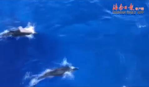 美呆了！近百只海豚现身三亚近海海域愉快玩耍